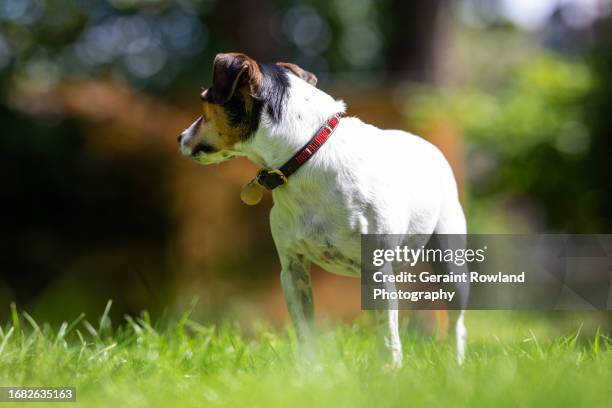 a jack russell pet dog - terrier jack russell stock pictures, royalty-free photos & images