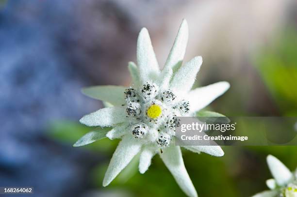 edelweiss - edelweiss stock pictures, royalty-free photos & images