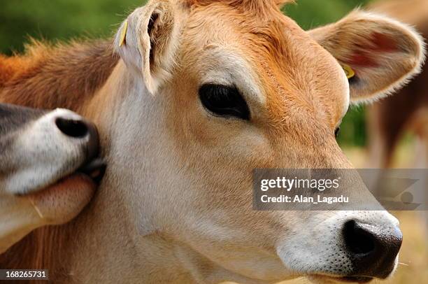 jersey cow. - cow eyes stock pictures, royalty-free photos & images