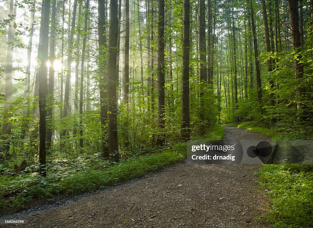 Footpath in a dense forest on a sunny day