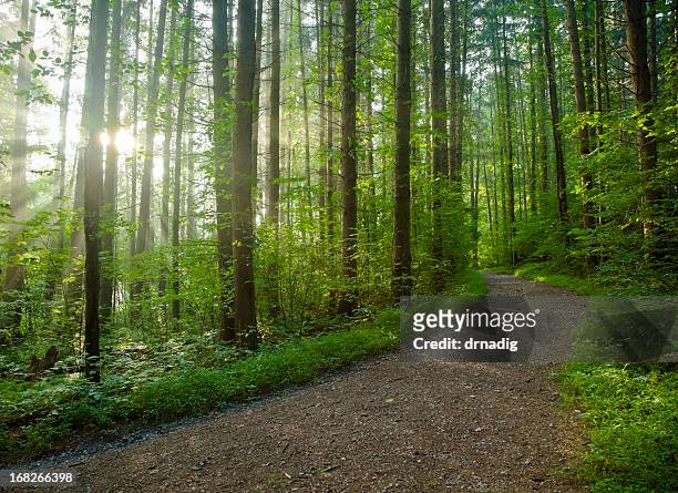footpath in a dense forest on a sunny day - woodland stock pictures, royalty-free photos & images