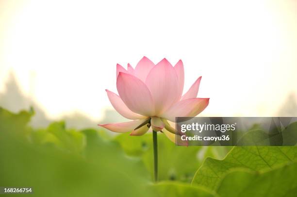 bellezza naturale - fiore di loto foto e immagini stock