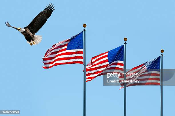 bald eagle flying past three american flags - american flag eagle bildbanksfoton och bilder