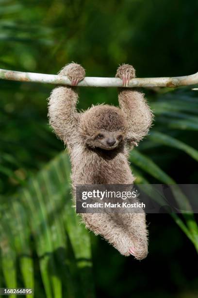 Baby Sloth