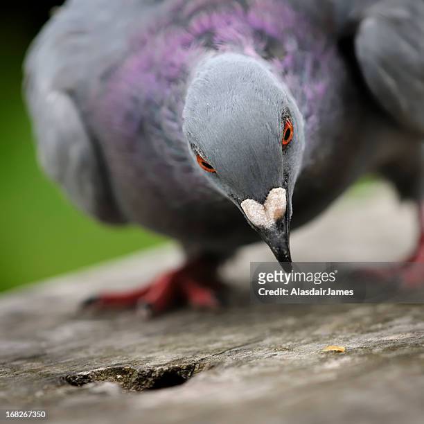 a feral pigeon, columba livia, pecks at food - rock dove stock pictures, royalty-free photos & images