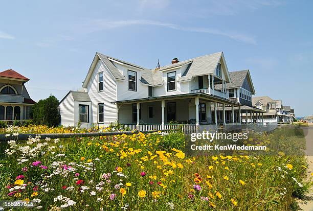 seaside wildflowers - cape cod stockfoto's en -beelden