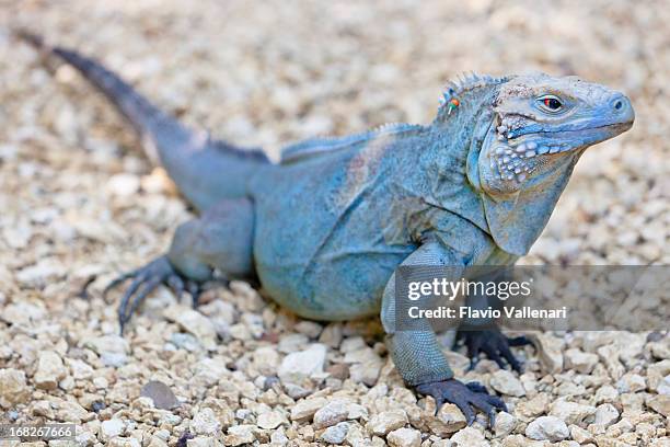 rare blue iguana - iguana stock pictures, royalty-free photos & images