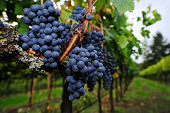 Ripe Grapes ready for Harvest