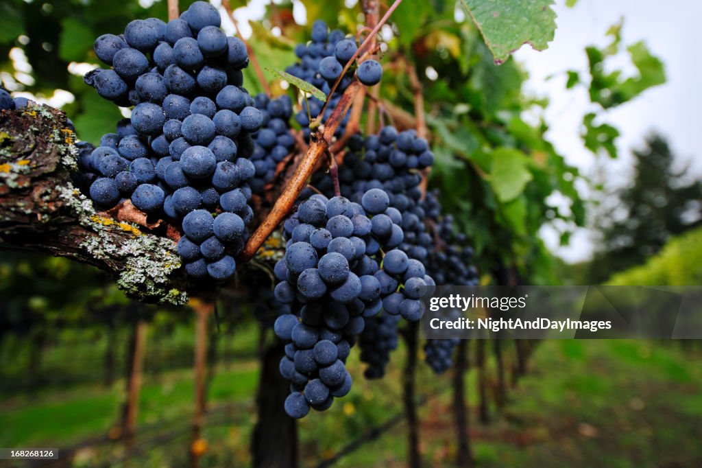 Ripe Grapes ready for Harvest