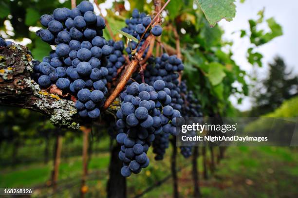 ripe grapes ready for harvest - merlotdruva bildbanksfoton och bilder