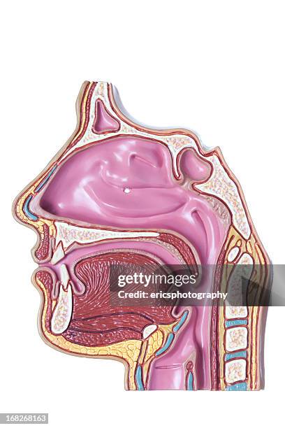 sinus and nasal anatomy on white background - neusholte stockfoto's en -beelden