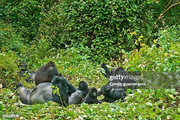 family life, eastern lowland gorillas in congo, wildlife shot - gorilla stock pictures, royalty-free photos & images