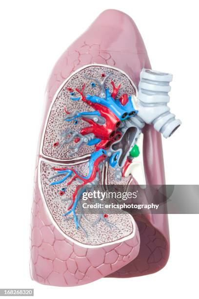 human lung on white background - human internal organs 3d model stock pictures, royalty-free photos & images