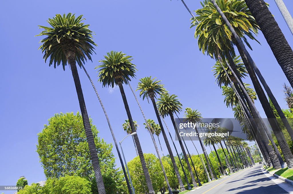 Road with palm trees in Los Angeles County