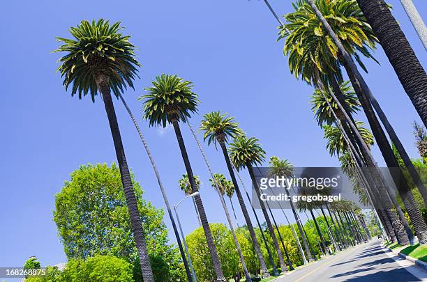 road with palm trees in los angeles county - beverly hills california stock pictures, royalty-free photos & images