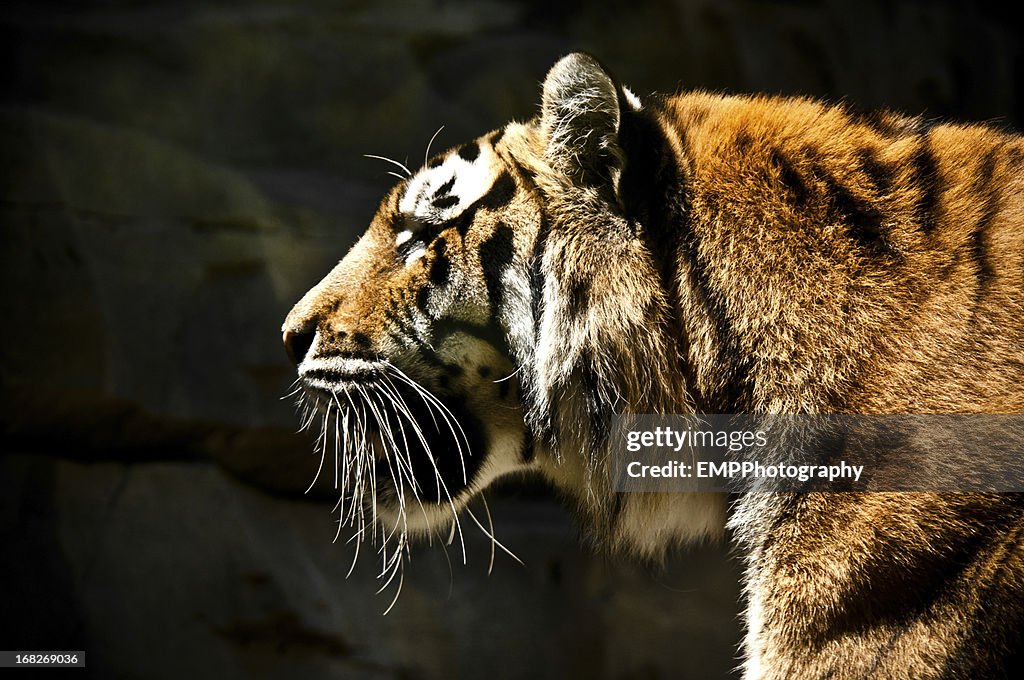 Profile Portrait of a Large Bengal Tiger