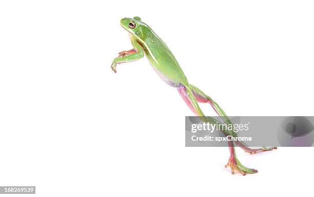 frog jumping - green tree frog jumping stock pictures, royalty-free photos & images