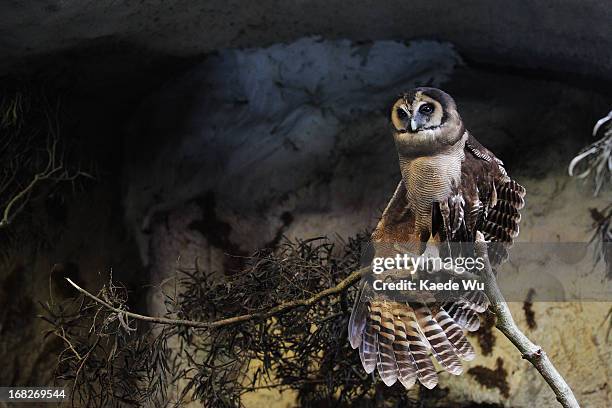 brown wood-owl - african wood owl stock-fotos und bilder