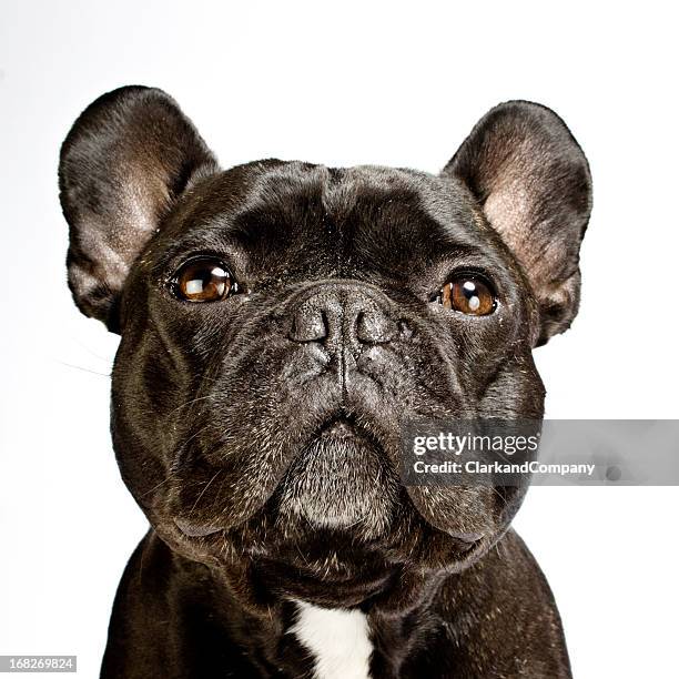 porträt von eine französische bulldogge weißem hintergrund square crop - bulldogge stock-fotos und bilder