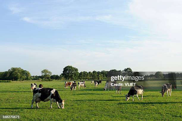 group of holstein cows in a meadow - cows grazing stockfoto's en -beelden