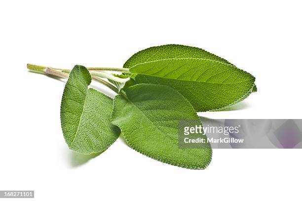 sage leaves - sage stock pictures, royalty-free photos & images