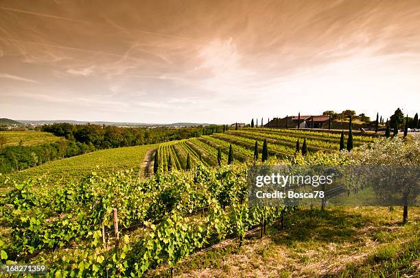 vista do pôr-do-sol sobre a paisagem do vinhedo, no norte da itália - friuli venezia giulia - fotografias e filmes do acervo