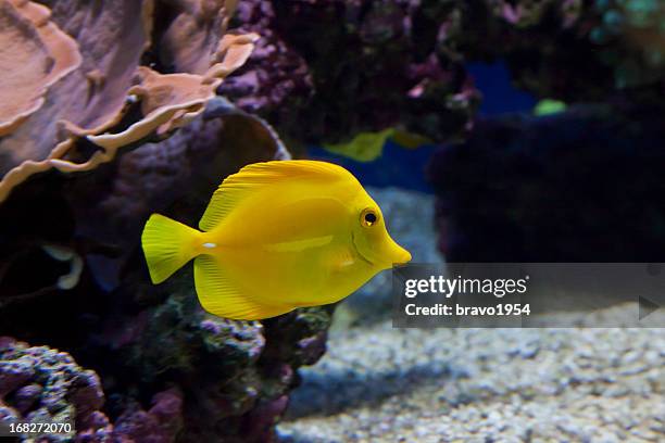 fish - doktorfisch stock-fotos und bilder