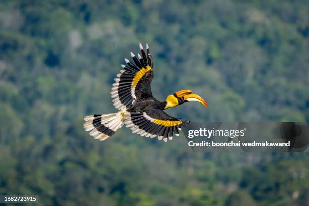 the great hornbill flying on a green background - tropical deciduous forest photos et images de collection