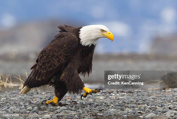 determined bald eagle - eagle claw stock pictures, royalty-free photos & images
