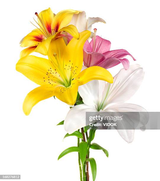 lilies. - lirio fotografías e imágenes de stock