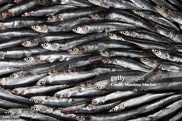 sardines - anchovy stock pictures, royalty-free photos & images