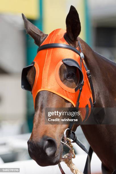 horse head with orange blinders - blinder stock pictures, royalty-free photos & images