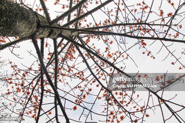 red silk-cotton tree grown in hue city, central vietnam - ceiba speciosa stock pictures, royalty-free photos & images