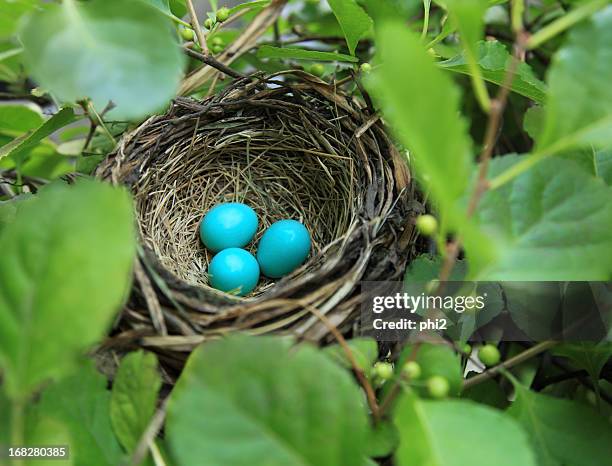 three robin's eggs in a nest - american robin stock pictures, royalty-free photos & images