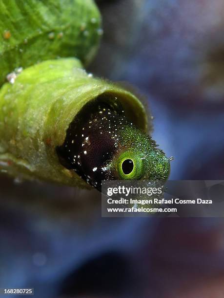 pequeño bleny - blenny stock pictures, royalty-free photos & images