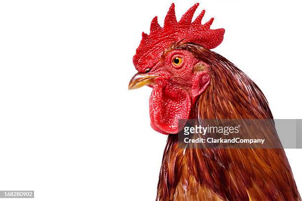 close up portrait of a rooster white background - pluim stockfoto's en -beelden