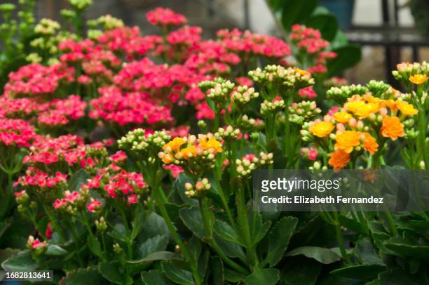 multicolored kalanchoe plants in bloom - kalanchoe stock pictures, royalty-free photos & images