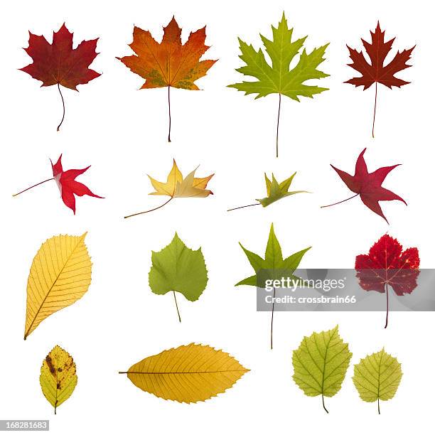 xxxl autumn leaves collection - grape leaf stock pictures, royalty-free photos & images