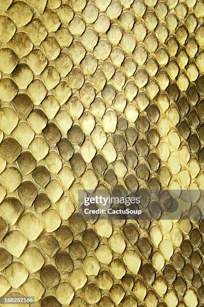 python snake skin - the python trail stock pictures, royalty-free photos & images