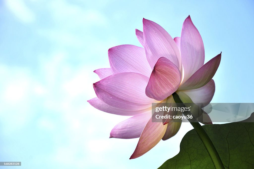 Close up of lotus flower head