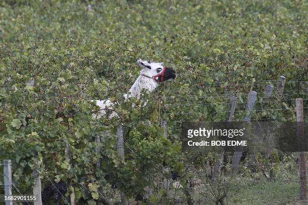 Llama named Lee strolls in the vineyard of the Chateau Smith Haut Lafitte, a Grand Cru classe de Graves, on September 22, 2023 in Martillac, outside...