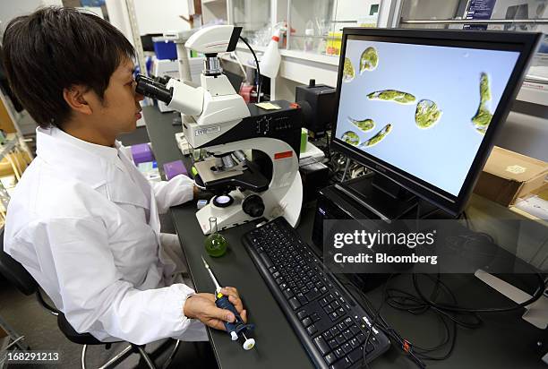 Kengo Suzuki, head of Research and Development at Euglena Co., looks at Euglena, a single-celled microscopic algae, known as Midorimushi in Japanese,...