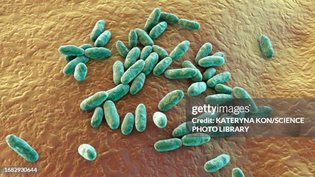 ilustraciones, imágenes clip art, dibujos animados e iconos de stock de aeromonas bacteria, illustration - fournier gangrene