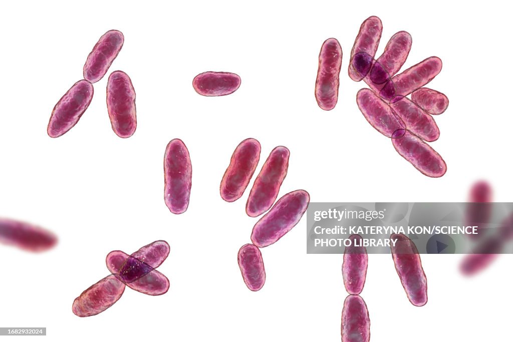 Aeromonas bacteria, illustration
