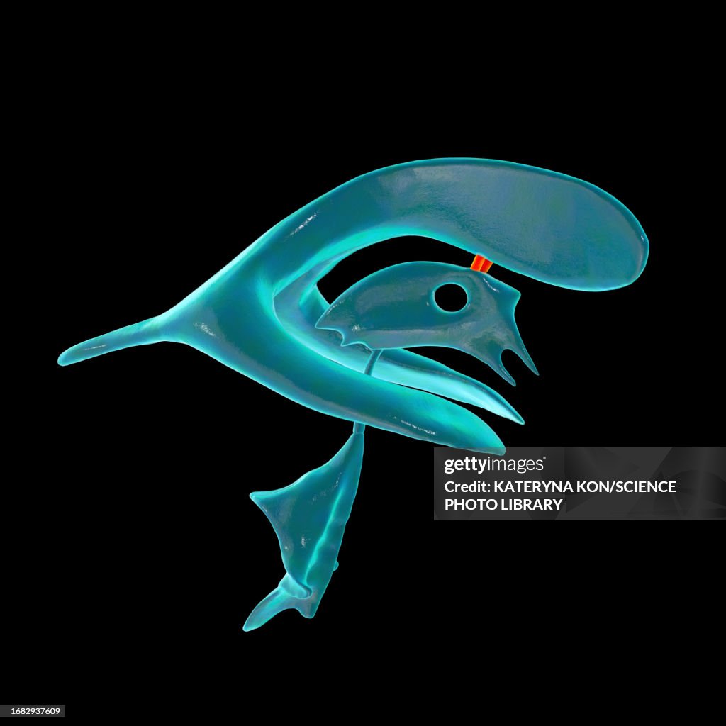 Interventricular foramen, illustration