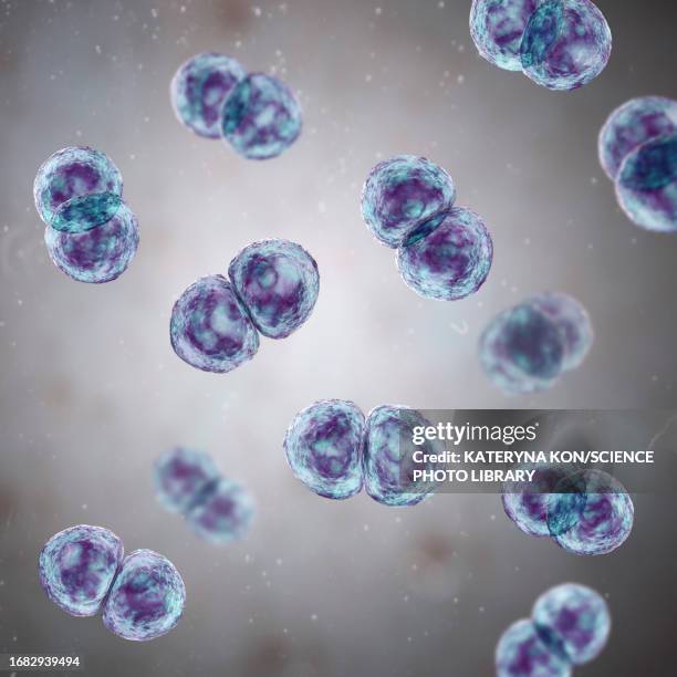 streptococcus pneumoniae bacteria, illustration - pneumococcus stock-grafiken, -clipart, -cartoons und -symbole