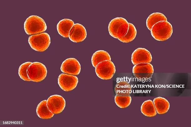 streptococcus pneumoniae bacteria, illustration - pneumococcus stock illustrations