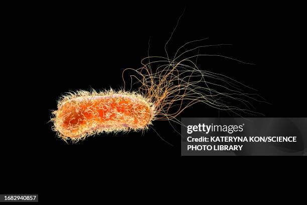 ilustraciones, imágenes clip art, dibujos animados e iconos de stock de pseudomonas aeruginosa bacterium, illustration - sistema inmunocomprometido