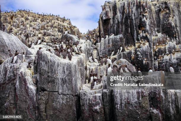 seabird spectacle: a multitude of avian species on the cliffs of farne islands. - gusano stock-fotos und bilder