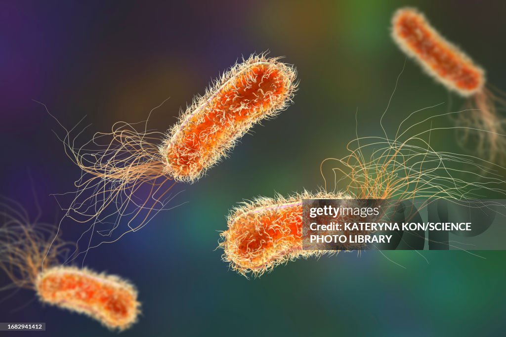 Pseudomonas aeruginosa bacteria, illustration
